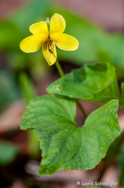 Downy Yellow Violet and Fly