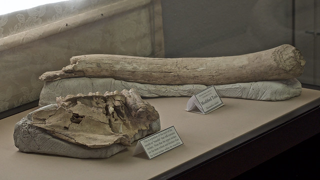 Mammoth Mandible And Modified Tusk