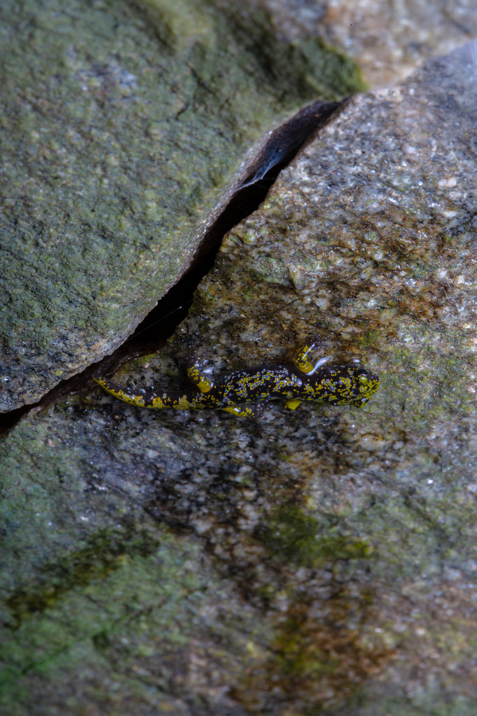 Aneides caryaensis [Hickory Nut Gorge Green salamander]
