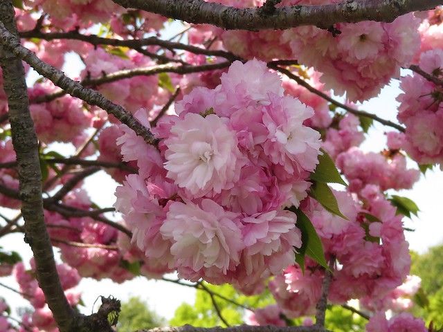 Koka Sakura at Toneri Park　紅華桜