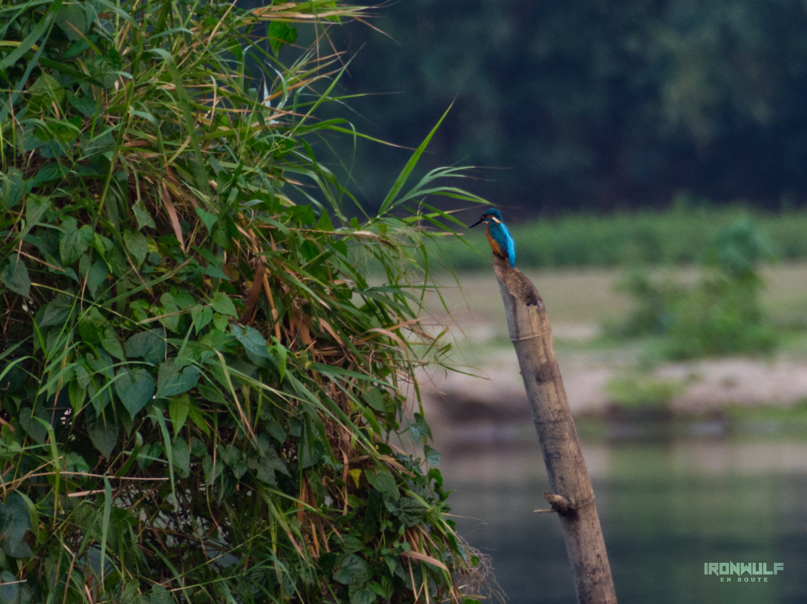 A Common Kingfisher (Alcedo atthis) hunting in Lake Mapanuepe.