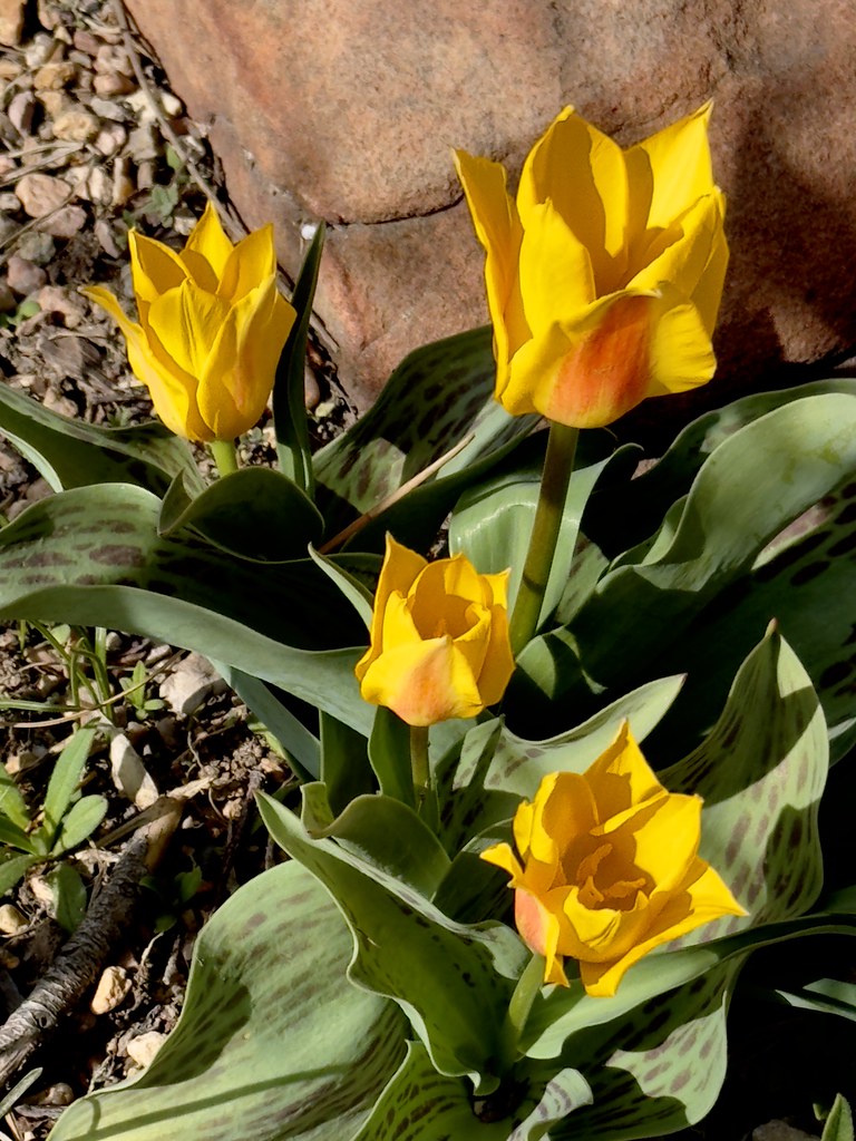 Tulips whisper ‘beauty’ in the garden
