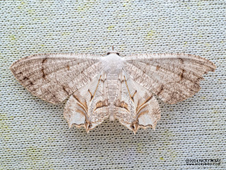 Scoopwing moth (Dysaethria sp.) - P3115169