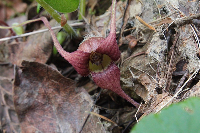 Had to avail myself the opportunity to photograph wild ginger flowers