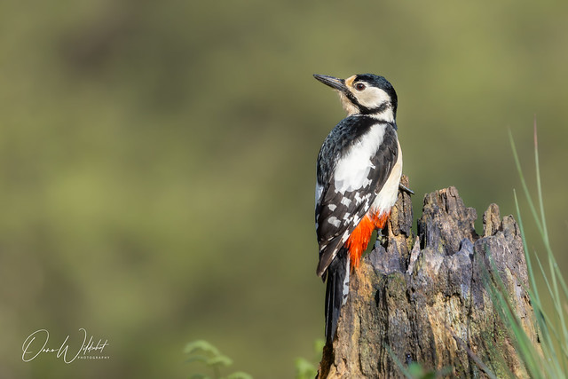 Great Spotted Woodpecker; Dendrocopus major
