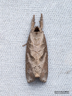 Prominent moth (Clostera sp.) - P3115211b