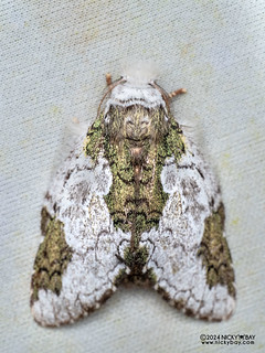 Prominent moth (Syntypistis sp.) - P3115162