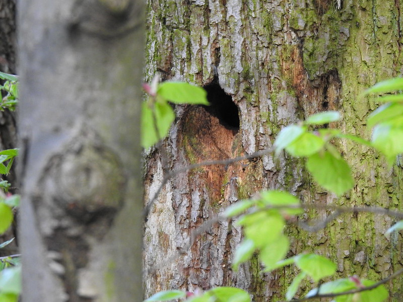 Pygmy Owl nest?, Košice, Slovakia