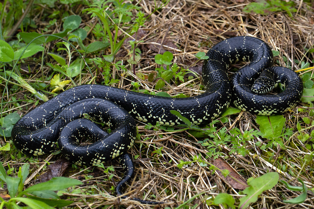 Lampropeltis Nigra Eastern Tennessee’s lower Ridge and Valley