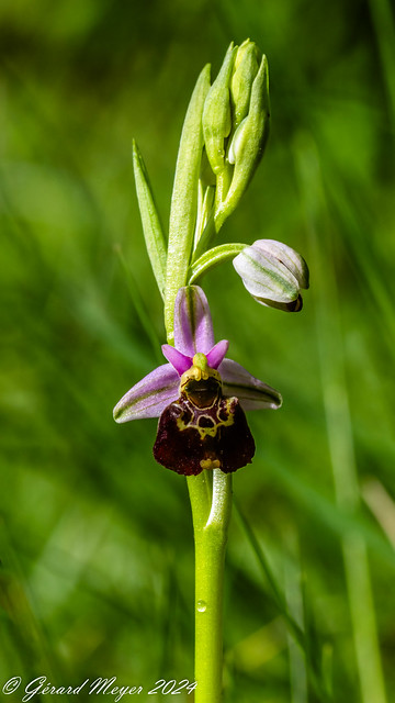 Ophrys bourdon.