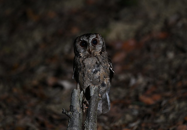 領角鴞 Collared Scops-Owl