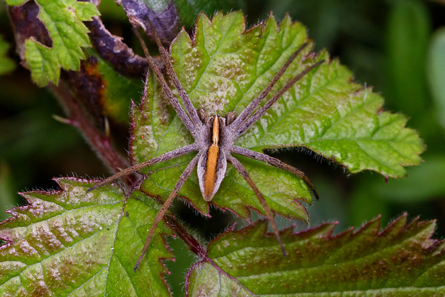 Nursery Web Spider (Pisaura mirabilis) on bramble leaf