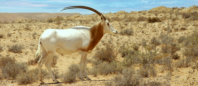 The Scimitar-Horned Oryx