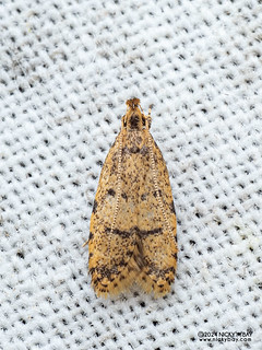 Curved-horn moth (Autostichidae) - P3114151