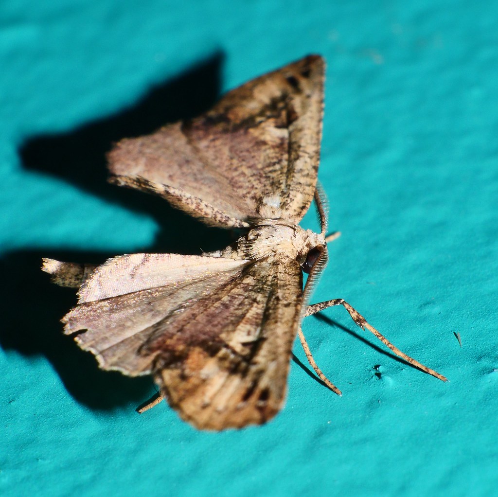 Roll up wing moth Neogyne elongata Geometridae Ennominae boarmiini Mandalay Rainforest Airlie Beach P1033621