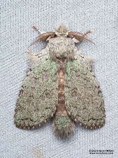 Prominent moth (Parasinga lichenina) - P3115211