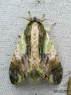 Prominent moth (Shachia vernalis) - P3115041