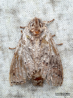 Prominent moth (Notodontidae) - P3114010