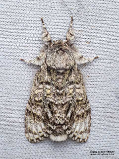 Prominent moth (Pheosiopsis pallida) - P3103516