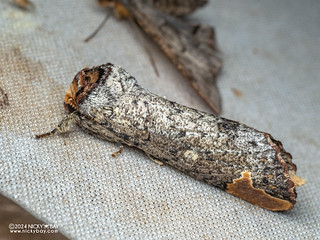 Buff-tip moth (Phalera sp.) - P3103043