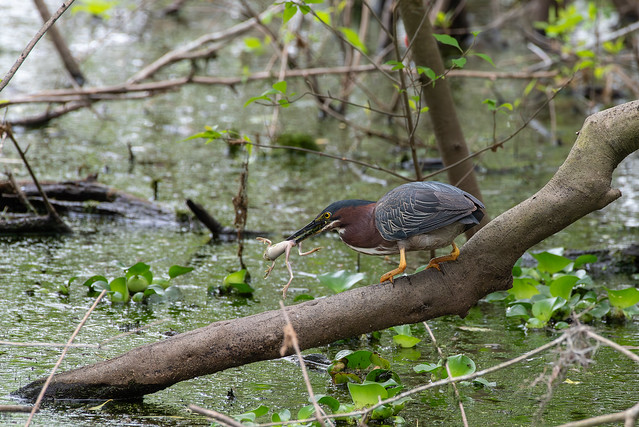 Green Heron with frog