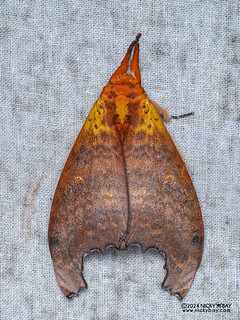 Prominent moth (Euhampsonia gigantea) - P3125896