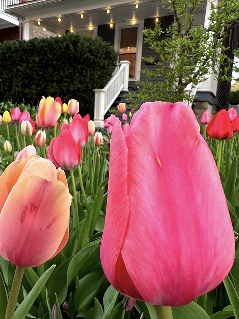 Tulips in the front yard!