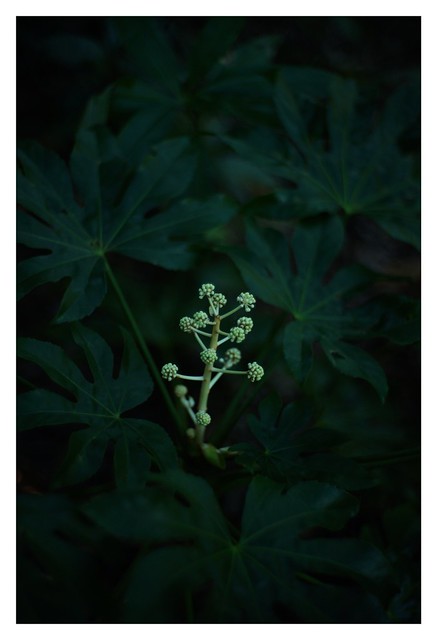 #SONY #ILCE7M2 #a7ii #Sonyimages #50mm #lomography #lomoartlens #lomo #newJupiter3 #botanical  #plant #plantart #botanicalphotography #botanicalart #bokeh #Depthoffield #dof #Asia #Tokyo #Japan #吉祥寺 #井の頭恩賜公園 #武蔵野市 #shinikegamigreen