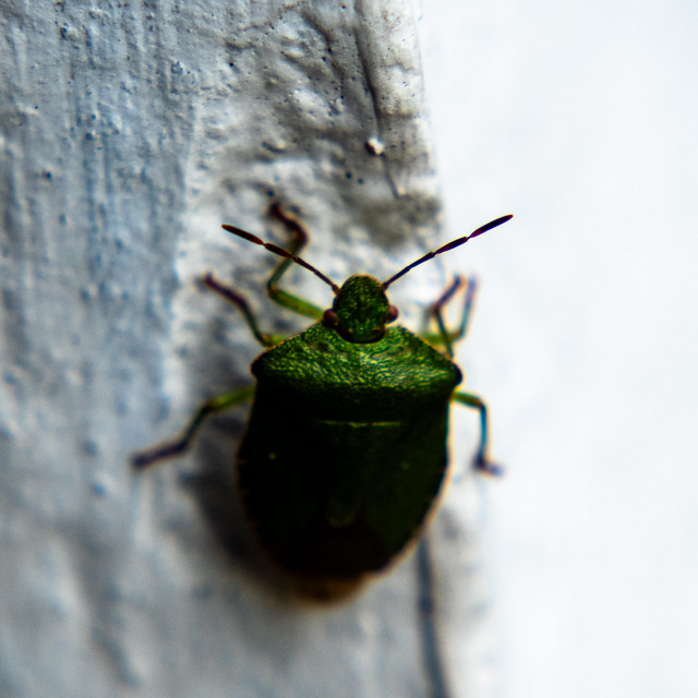 Shield bug on wall and bin