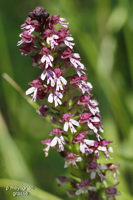 12. Orchis D'_t_..