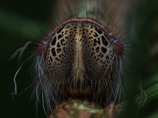 Closeup of a caterpillar’s face, exact ID unknown