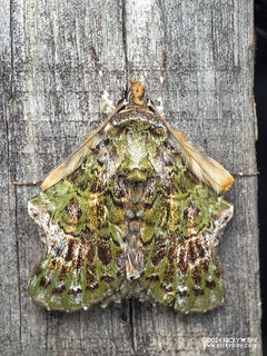 Cutworm moth (Ortopla iarbasalis) - P3115314