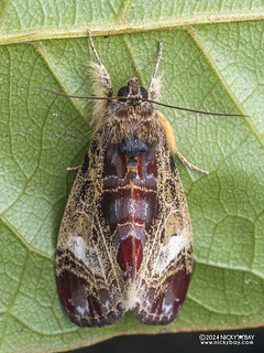 Forester moth (Sarbanissa sp.) - P3115279