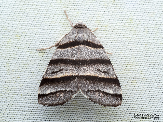Cutworm moth (Flammona quadrifasciata) - P3115159