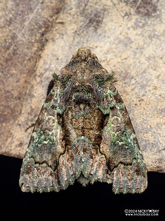 Cutworm moth (Aedia sp.) - P3114051
