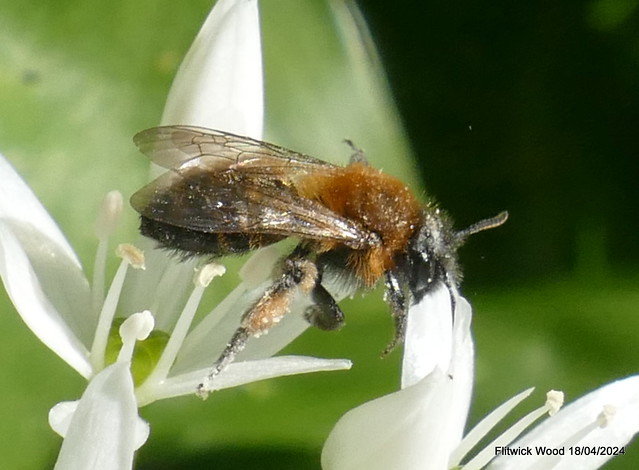 Andrena bicolor IR Obsid P1750114