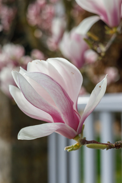 Magnolia Blüten