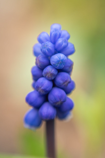Grape-hyacinth