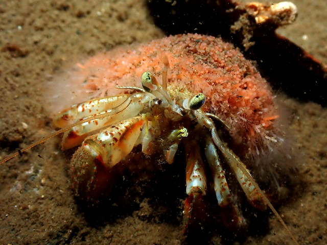 Hermit crab with furry cloak