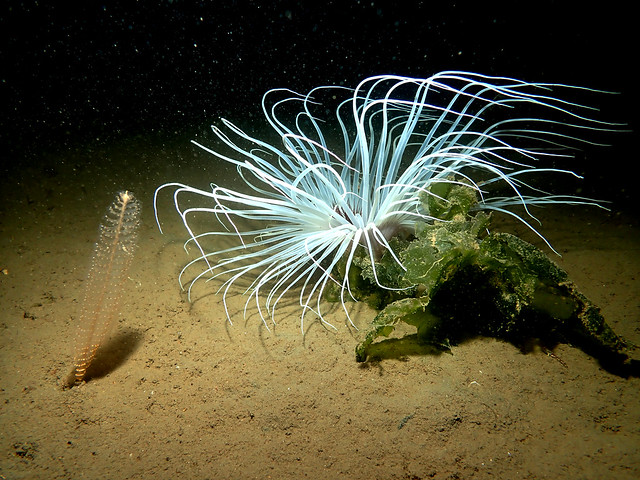 Beautiful Fireworks Anemone and Slender Sea Pen