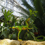 A cinematic view of the Marjorie K. Daugherty conservatory. 
