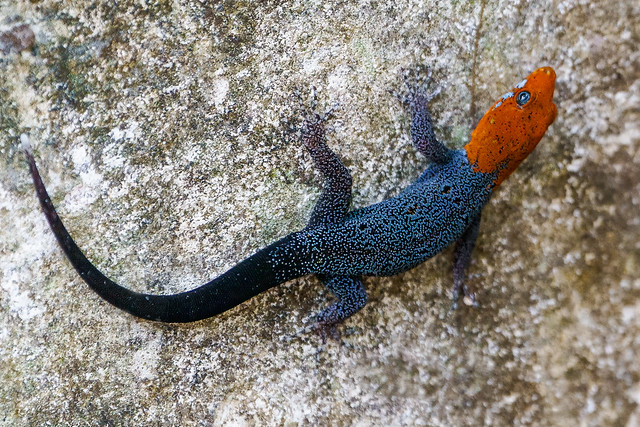 Gecko enano de cabeza roja de Panamá (Gonatodes albogularis fuscus)