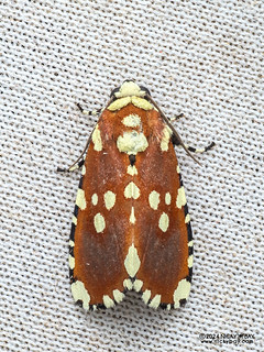 Cutworm moth (Yepcalphis dilectissima) - P3137747