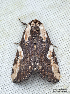 Cutworm moth (Mudaria sp.) - P3103917