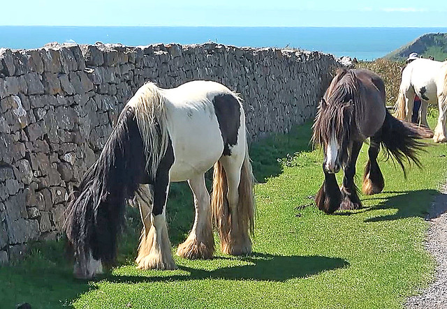 D26627/02vs.  Wild Welsh Ponies.