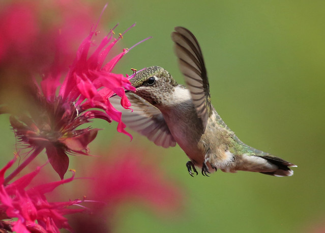Ruby Throated Hummingbird...#41
