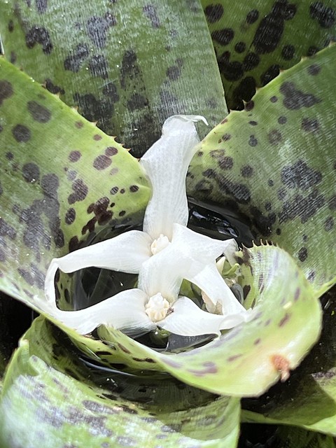 Neoregelia pauciflora (Smith, 1955) Bromeliaceae