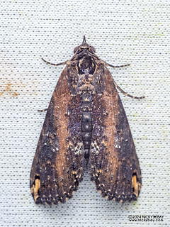 Moth (Stictopterinae) - P3092382