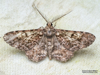 Geometer moth (Alcis periphracta) - P3137721