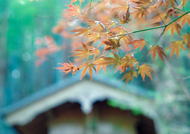 Spring maple leaves (film photo)